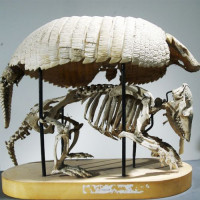 Skelet van een gordeldier