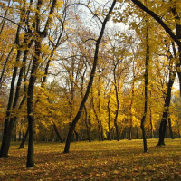 Bomen in Stromovka