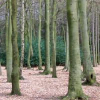 Bomen in Sutton Park