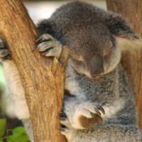 Koalabeertje