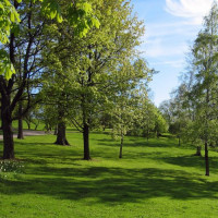 Bomen op Tähtitorninmäki