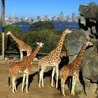 Giraffen in de zoo