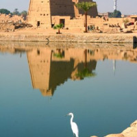 Reiger aan de Tempels van Karnak