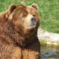 Beer in het Tierpark Hagenbeck