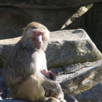 Baviaan in het Tierpark Hellabrunn