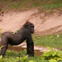 Gorilla in het Tierpark Hellabrunn