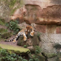 Tijger in het Tierpark Hellabrunn