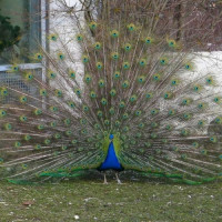 Pauw in het Tierpark Hellabrunn