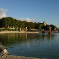 Duif in de Jardin du Luxembourg