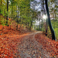 Herfst op de Uetliberg