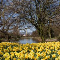 Bloemen in Victoria Park