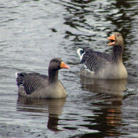 Eenden in Victoria Park