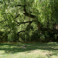 Hangende boom in het Vondelpark