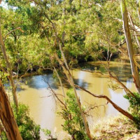 Natuur aan de Yarra River