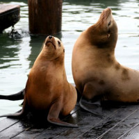 Twee zeeleeuwen op Pier 39