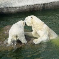 IJsberen in het water