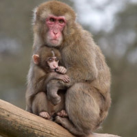 Berberaap met jong in de Antwerpse Zoo