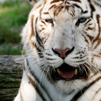 Tijger in de Zoo de Pessac