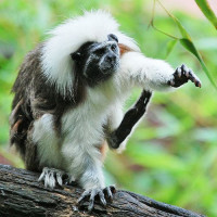 Aapje in de Zoo de Pessac