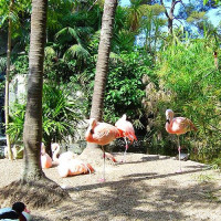 Flamingo's in de Zoo-Parc du Cap Ferrat