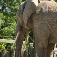 Knaagdier in Diergaarde Blijdorp