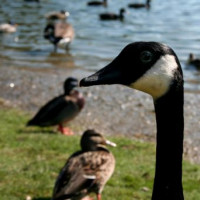 Gans van de Toronto Zoo