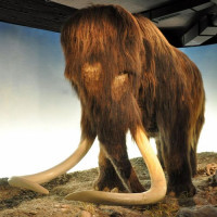 Mammoet in het Zoologisch museum