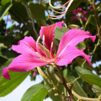 Bloem in de Zoölogische en Botanische Tuinen