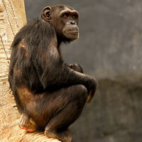 Chimpansee in Zürich