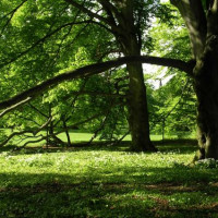 Boom in het Zürichhorn Park