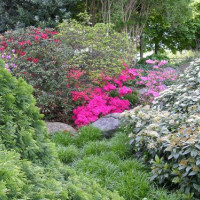 Bloemen in Zürichhorn Park