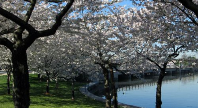 National Cherry Blossom Festival