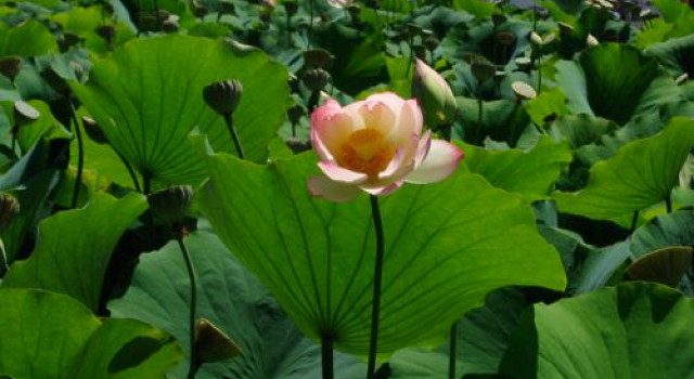 Lotus Festival