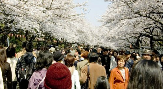 Ueno Kersenbloesemfestival