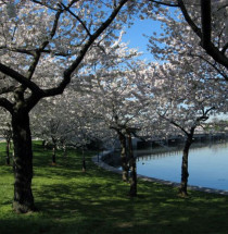 National Cherry Blossom Festival