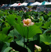 Lotus Festival