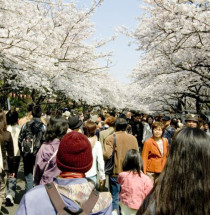 Ueno Kersenbloesemfestival