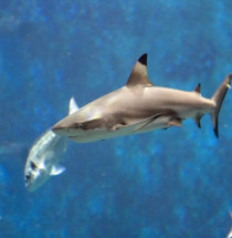 Aquarium du Grand Lyon