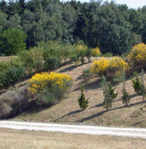 Arboretum Kirchberg