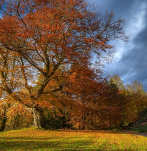 Belvoir Forest Park