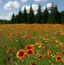 Botanische Tuin van Powsin