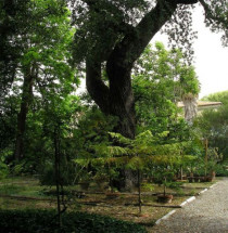 Orto Botanico di Pisa