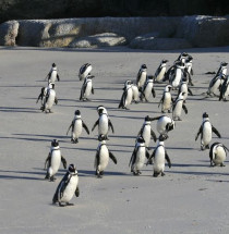 Boulders Beach