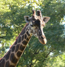 Buenos Aires Zoo