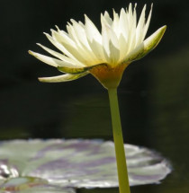 Chicago Botanic Gardens