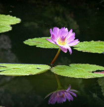 Fairchild Garden