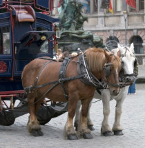 Grote Markt