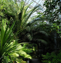 Hortus Botanicus Amsterdam