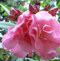 Jardin Botánico de Córdoba