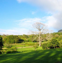 Kirstenbosch